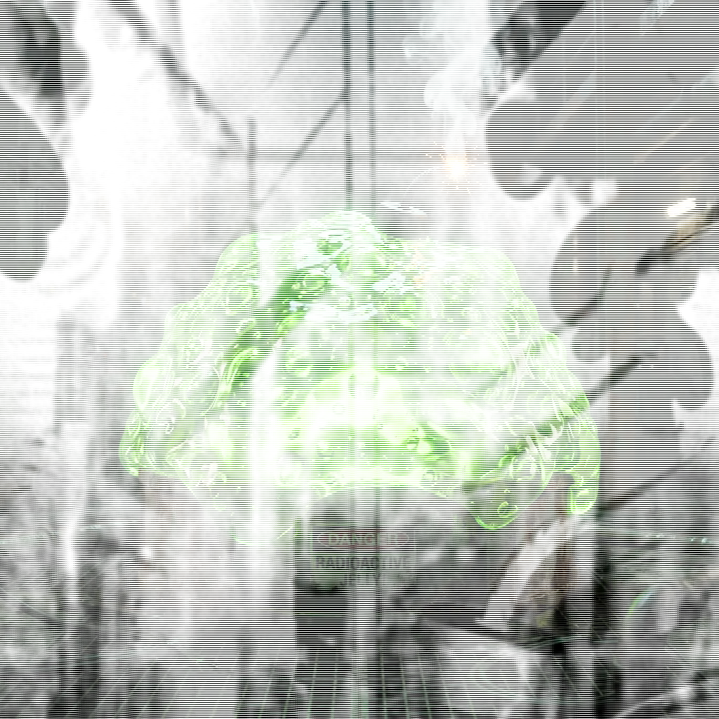 Jelly Bomb